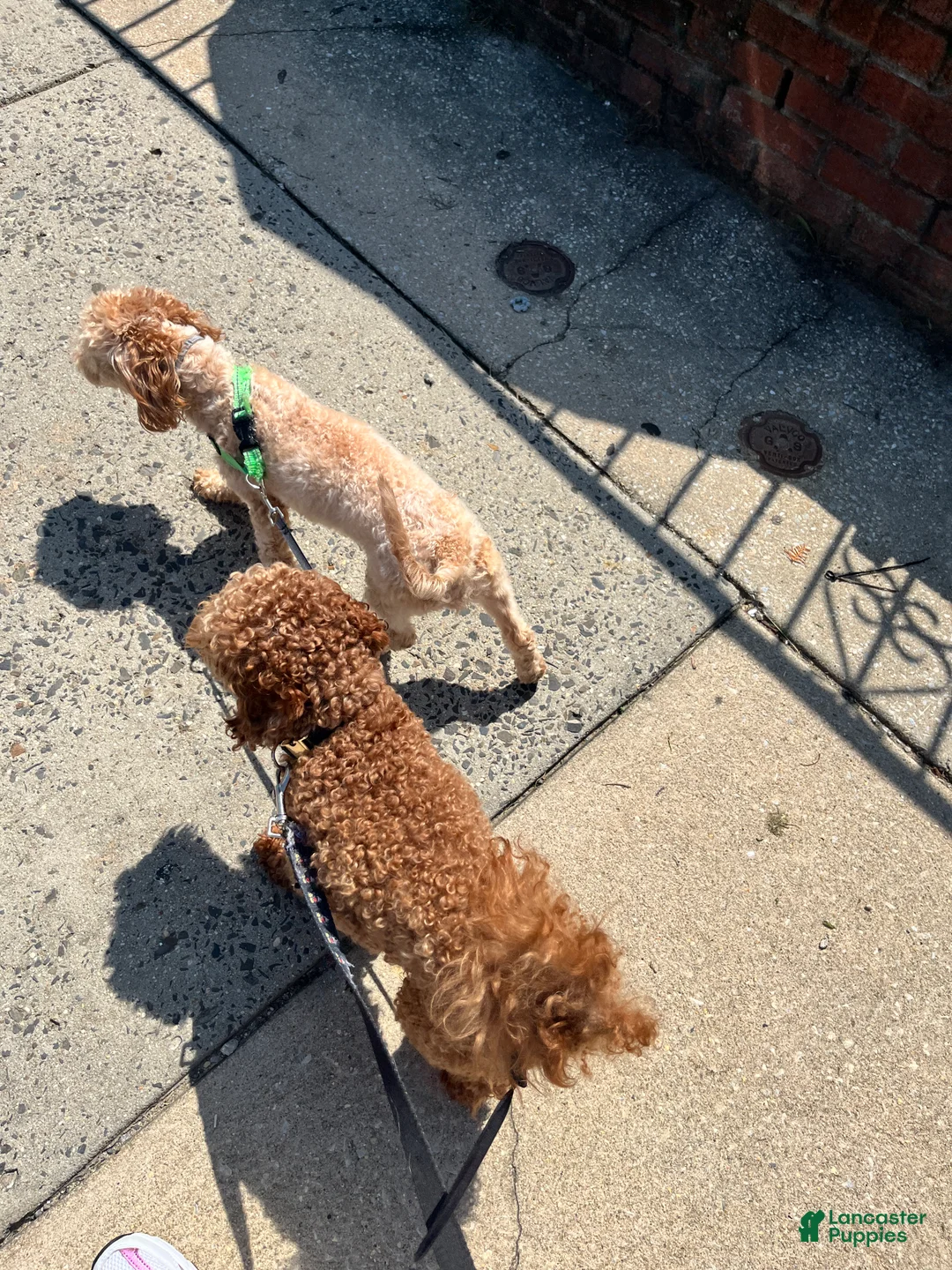 Mini Goldendoodle dogs for sale: Mini Goldendoodle Puppy 1 - Ad 13