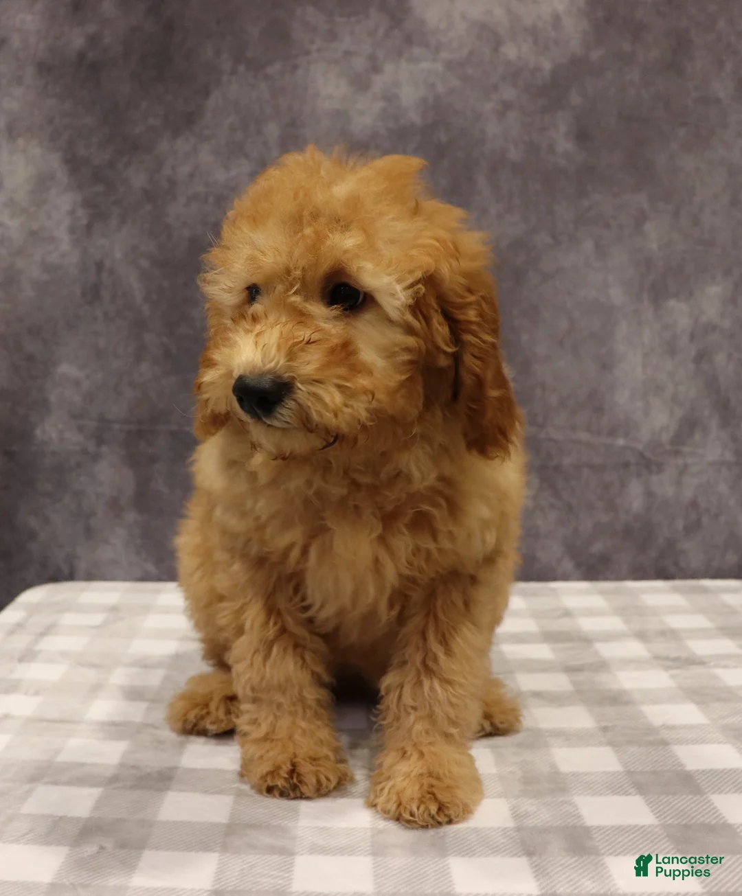 Mini Goldendoodle dogs for sale: Molly - Ad 4