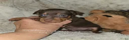 Miniature Pinscher dogs for sale: AKC Rider - Ad 5