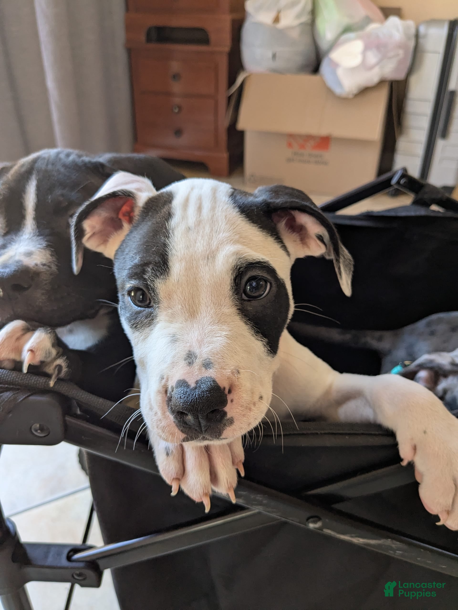 Hound Puppy Maltese Plott Hound Staffordshire Terrier American