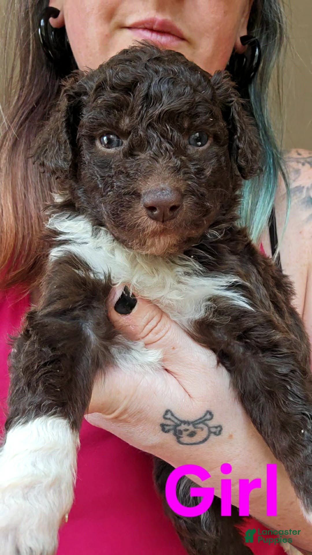 Bordoodle dogs Nova - Ad 4