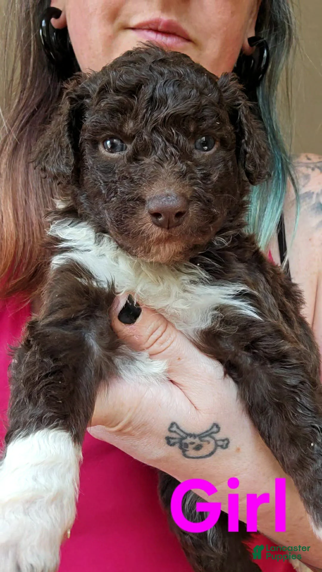 Bordoodle dogs for sale: Nova - Ad 1