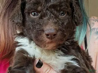 Bordoodle dogs for sale: Nova - Ad 4