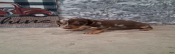 Miniature Dachshund dogs for sale: Snoopy - Ad 5