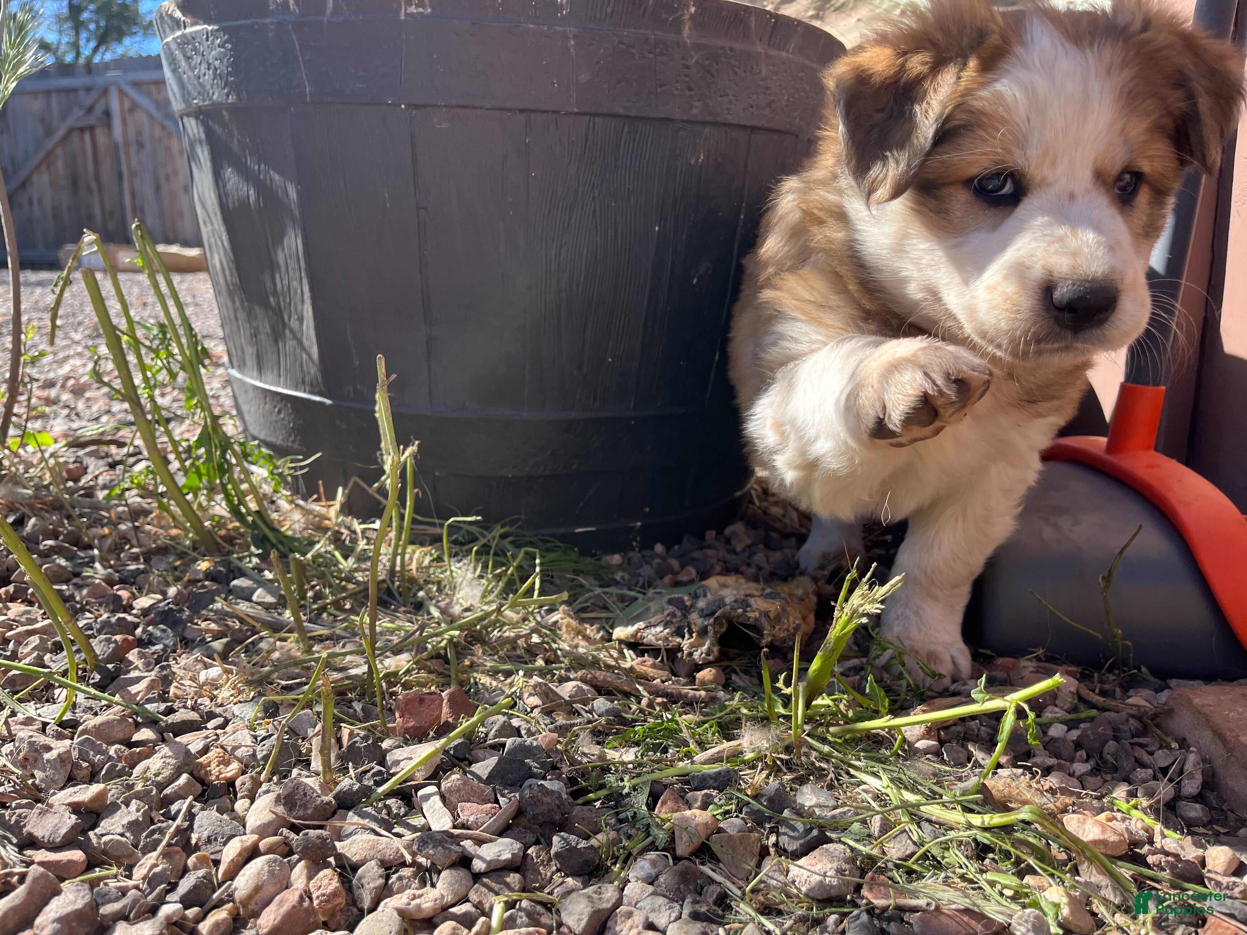 Mixed Breed dogs Freckles - Ad 1