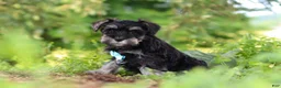 Miniature Schnauzer dogs for sale: Hunter - Ad 7