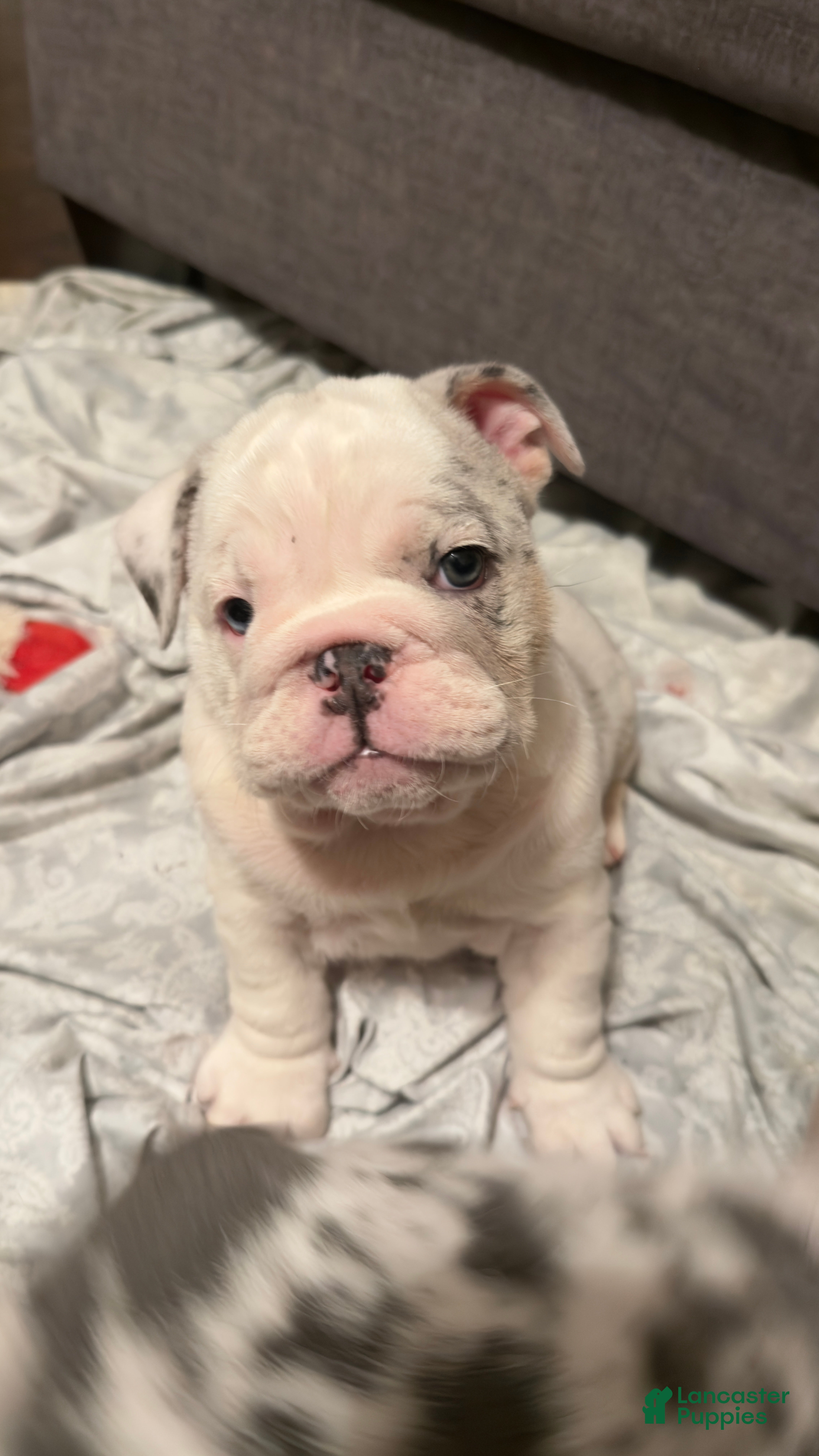 English Bulldog dogs STORMI - Ad 1