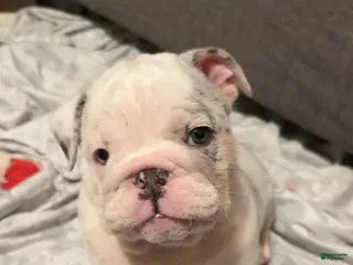 English Bulldog dogs STORMI - Ad 1