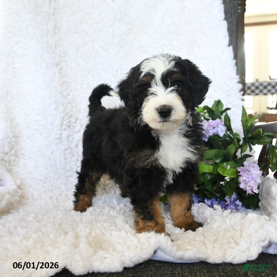 Mini Bernedoodle dogs for sale: Finn - Ad 3