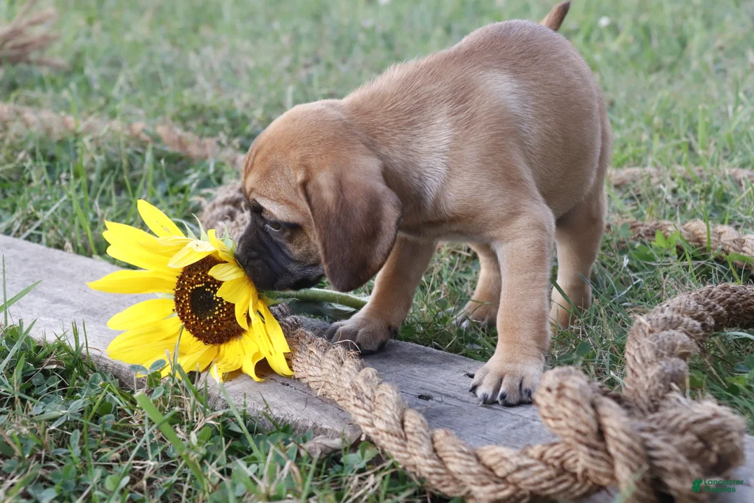 Puggle dogs for sale: Annabel - Ad 2