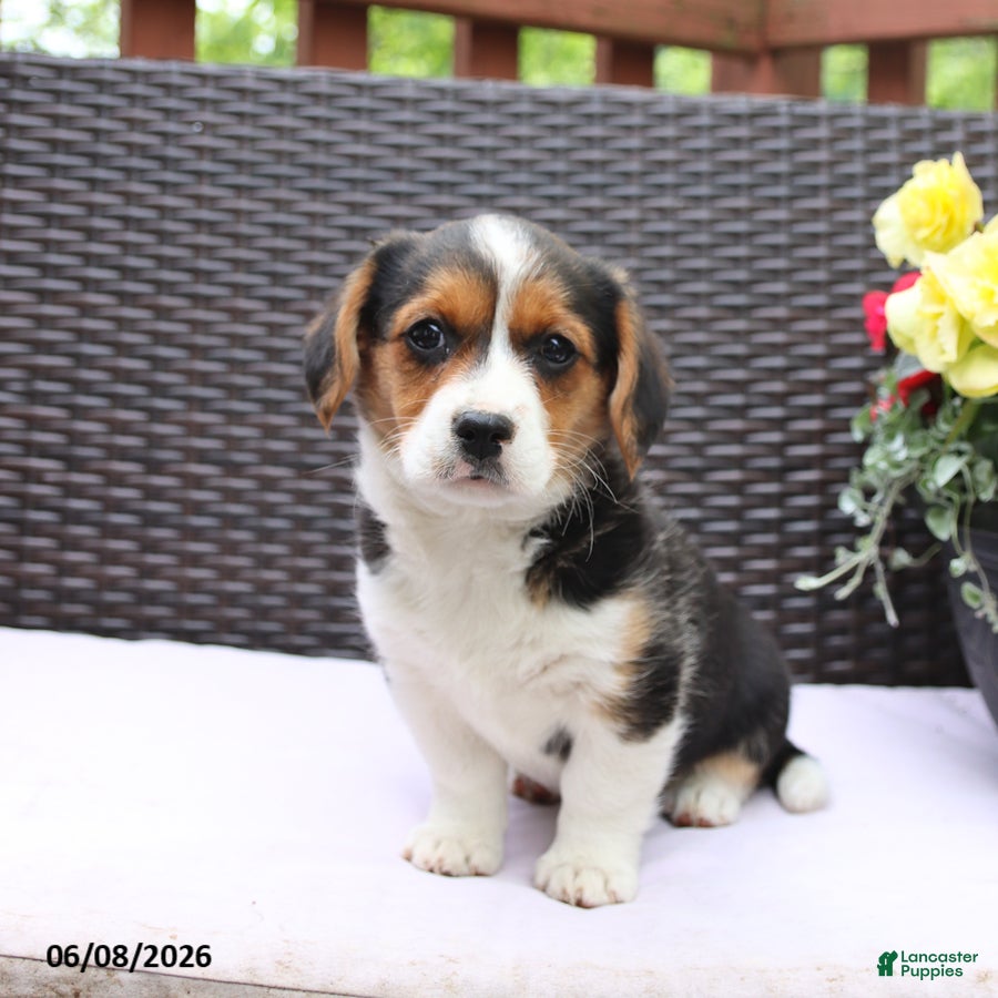 Mixed Breed dogs Cleo - Ad 1