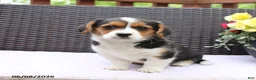 Mixed Breed dogs for sale: Cleo - Ad 1