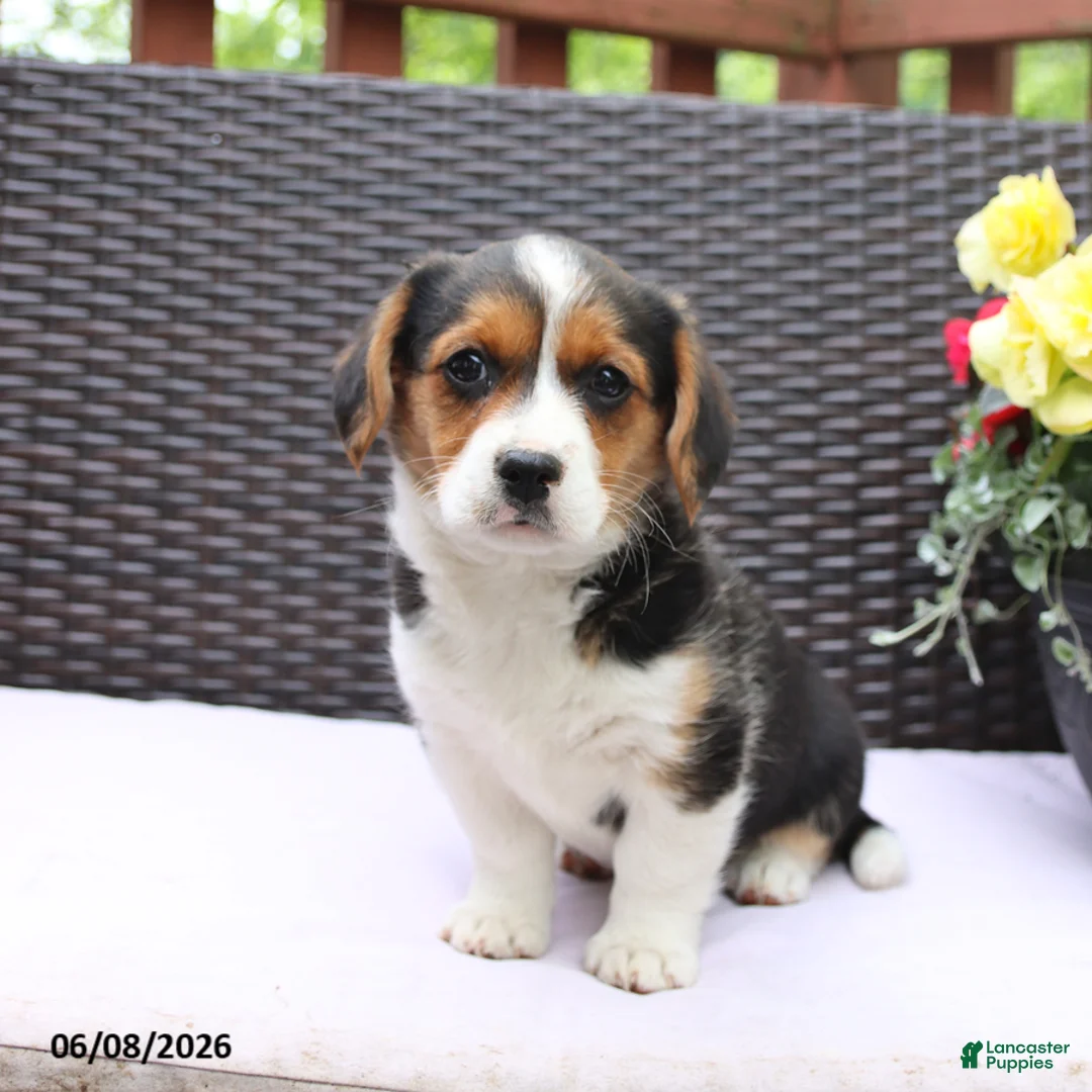 Mixed Breed dogs for sale: Cleo - Ad 1