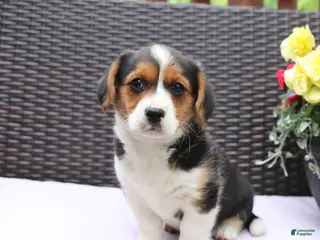 Mixed Breed dogs for sale: Cleo - Ad 4