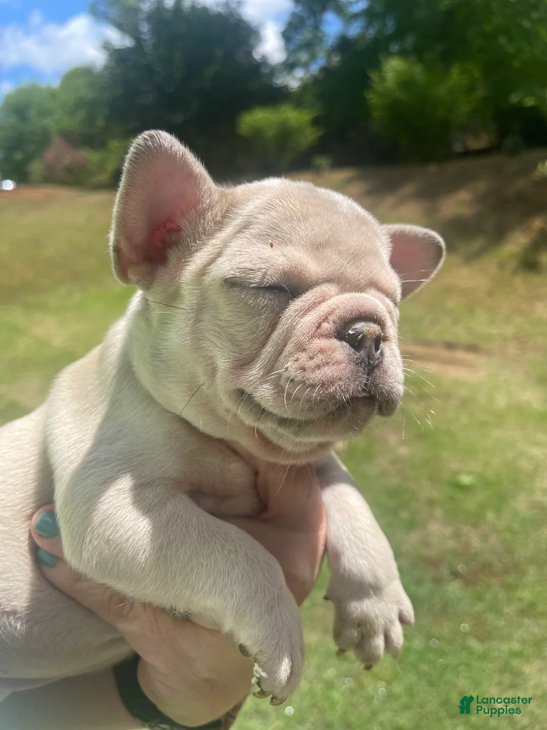 French Bulldog dogs for sale: French Bulldog Puppy 2 - Ad 2