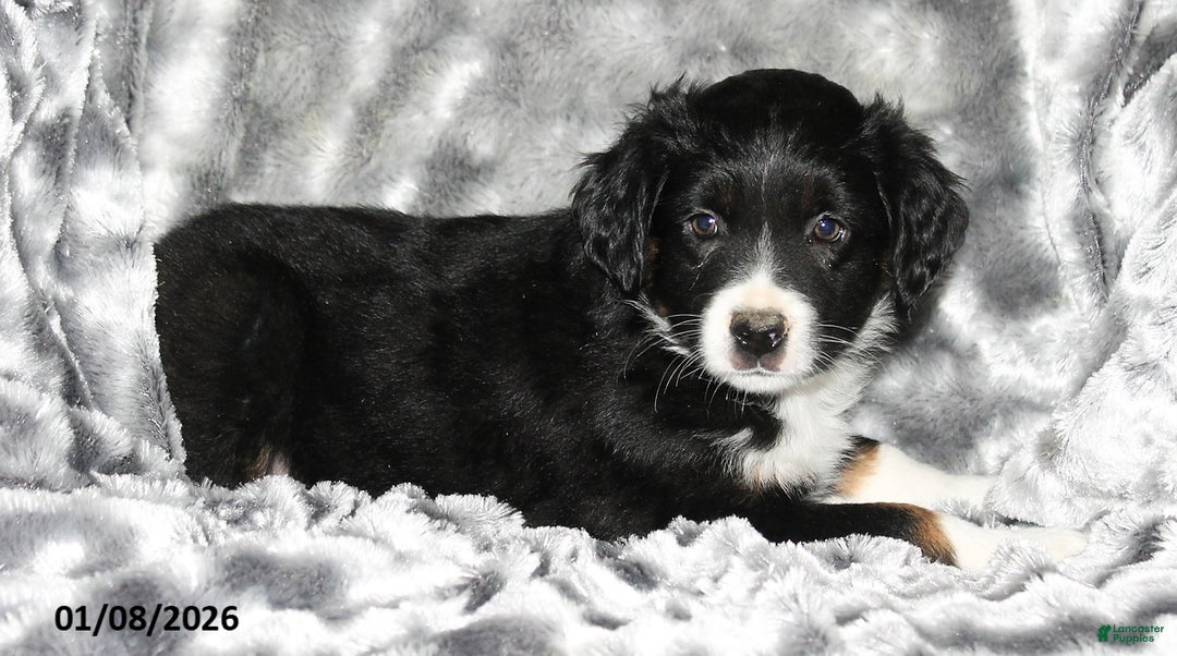 Miniature Australian Shepherd dogs for sale: Buster - Ad 4