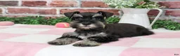 Miniature Schnauzer dogs for sale: Trina - Ad 4
