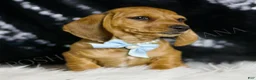 Miniature Dachshund dogs for sale: Slinky AKC  - Ad 2