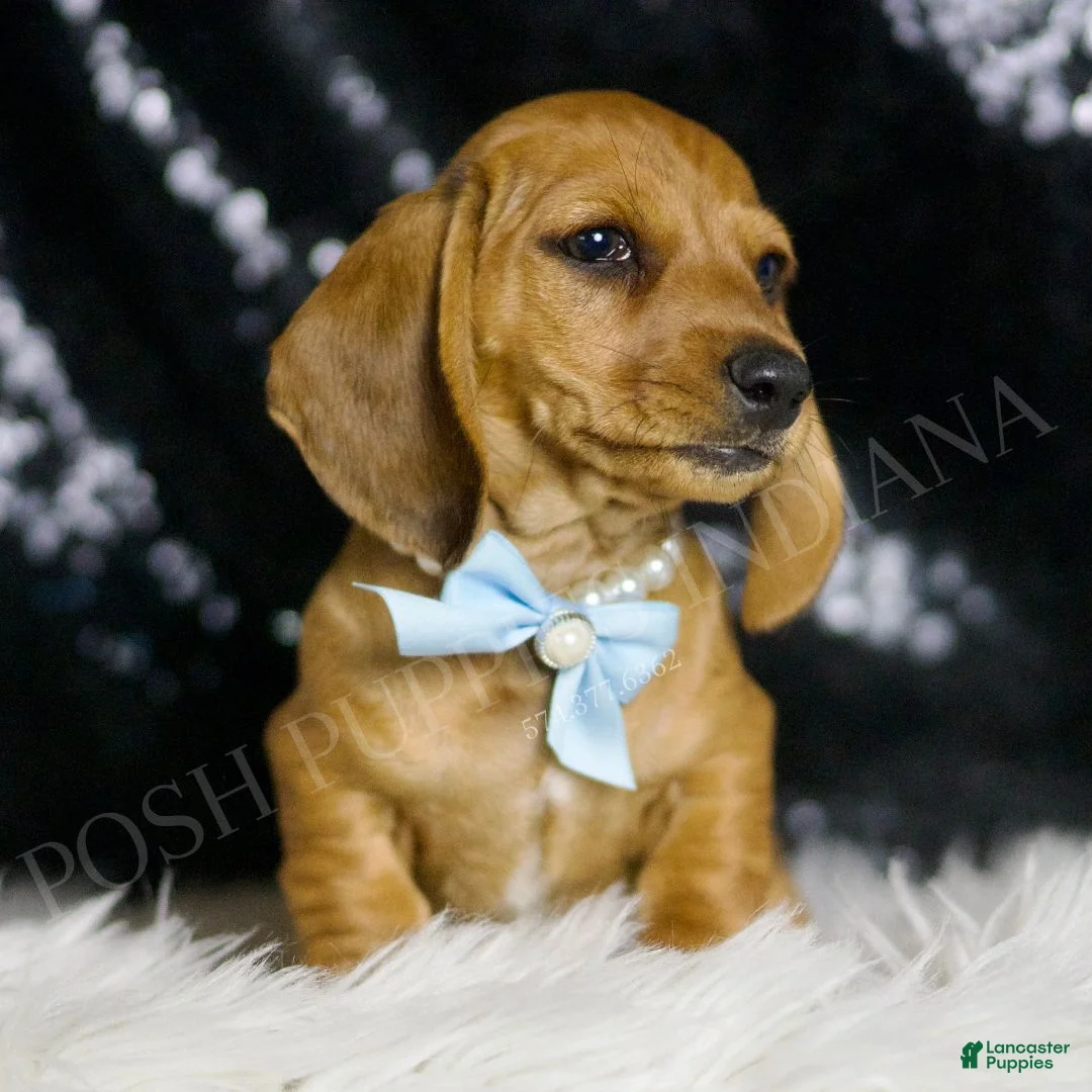 Miniature Dachshund dogs for sale: Slinky AKC  - Ad 2