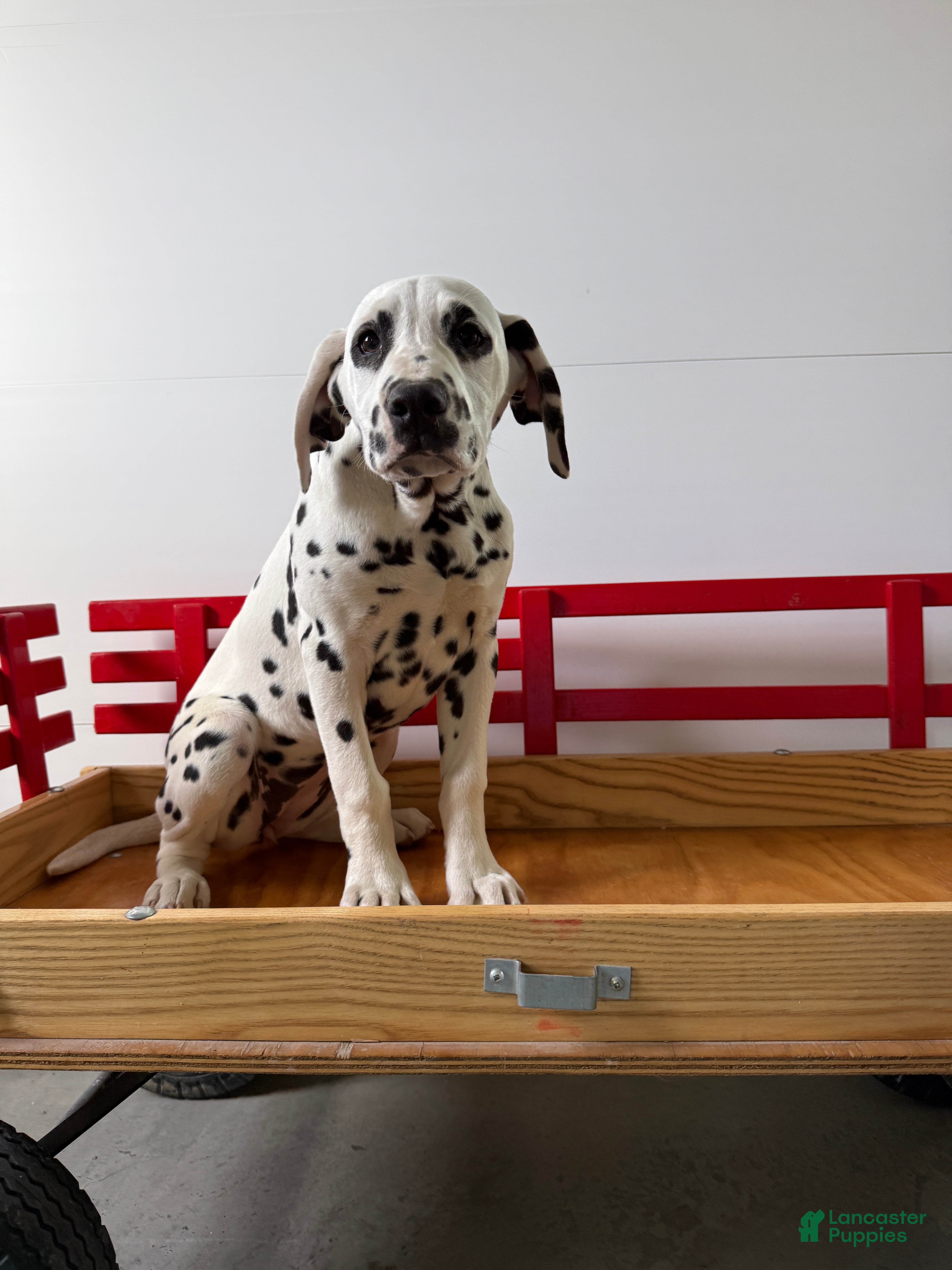 Dalmatian dogs Trinity - Ad 1