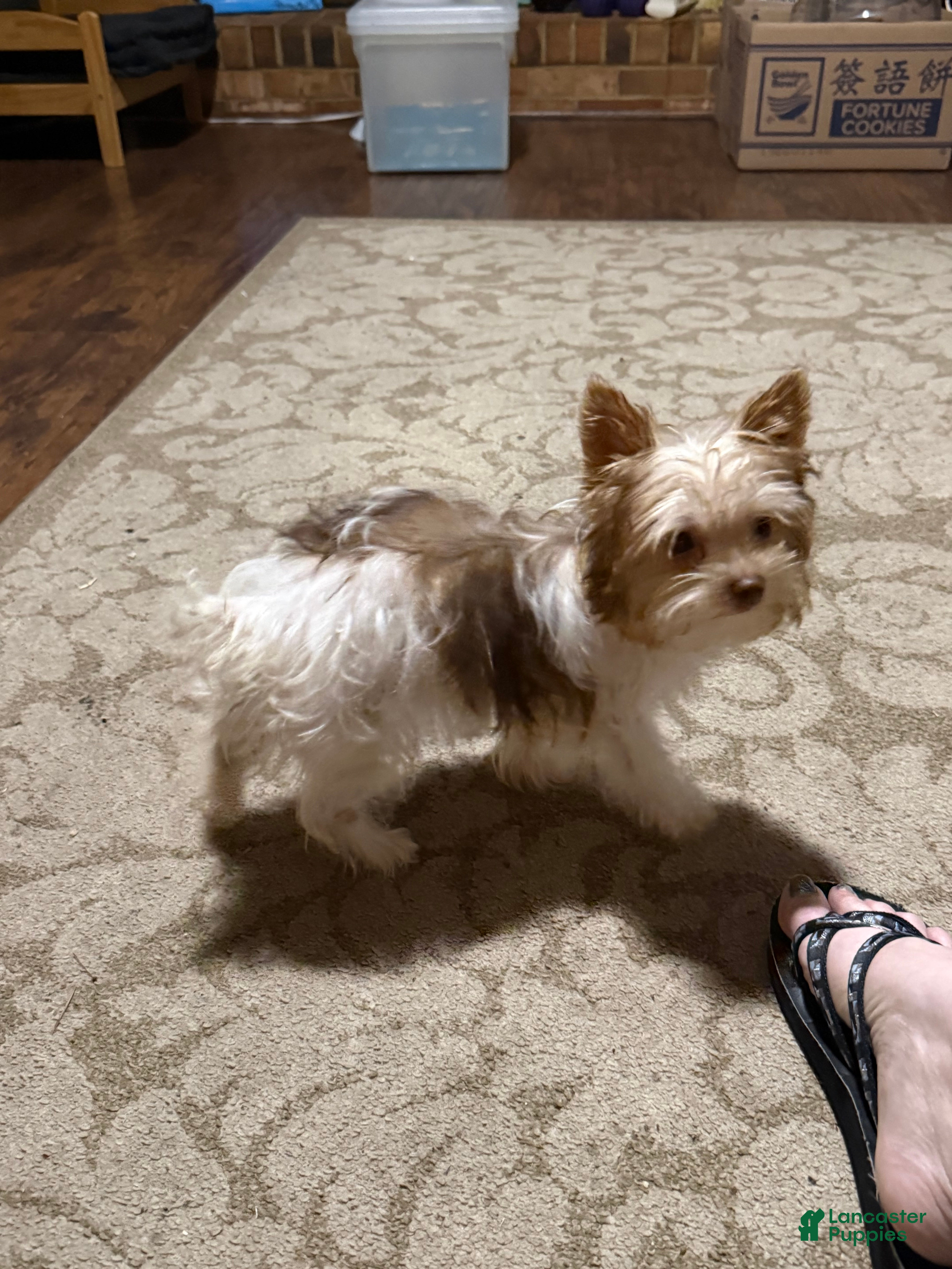 Yorkshire Terrier dogs for sale: Yorkshire Terrier Puppy 3 - Ad 2