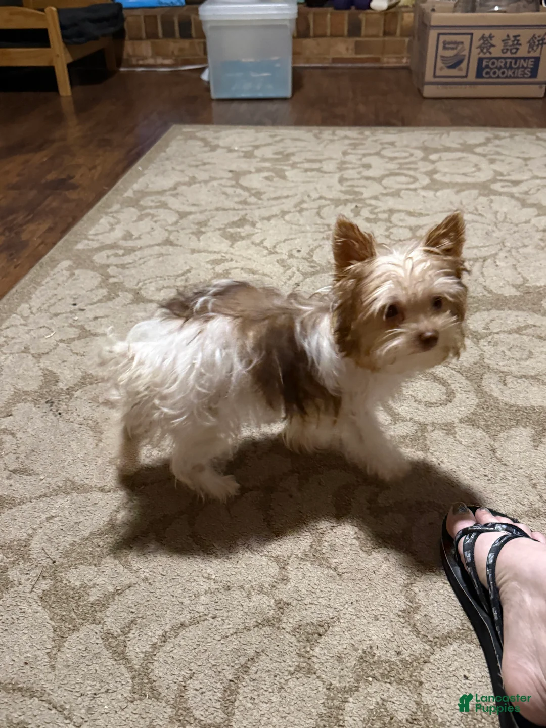 Yorkshire Terrier dogs for sale: Yorkshire Terrier Puppy 3 - Ad 1