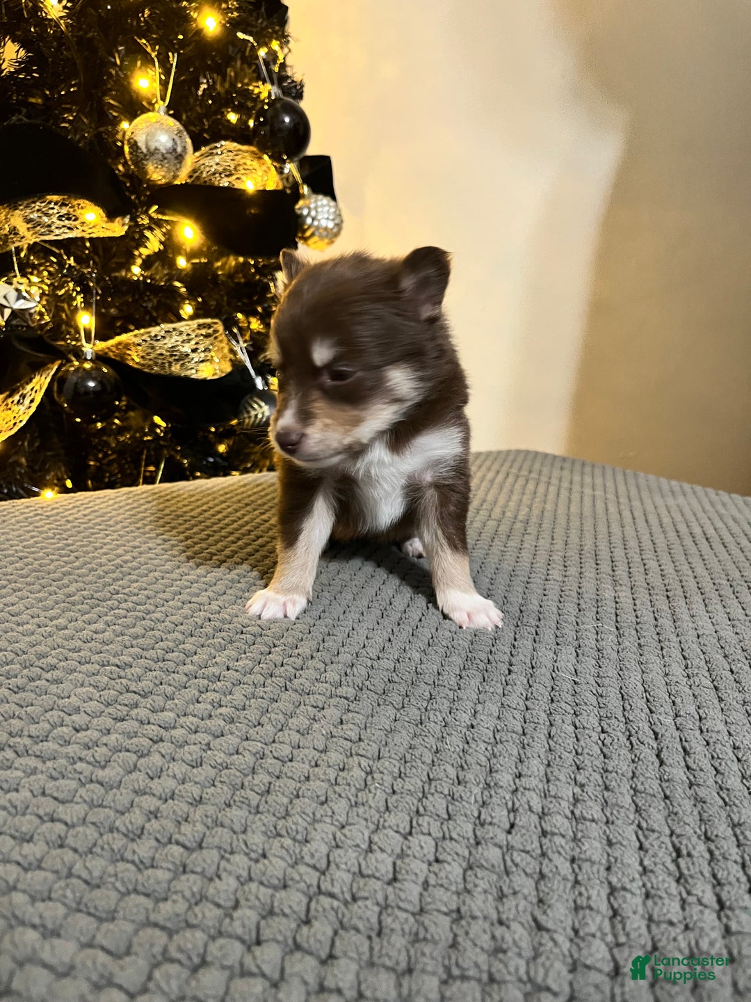 Pomsky dogs for sale: Mrs. Splinter - Ad 2