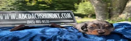Miniature Dachshund dogs for sale: Russian dapple - Ad 6