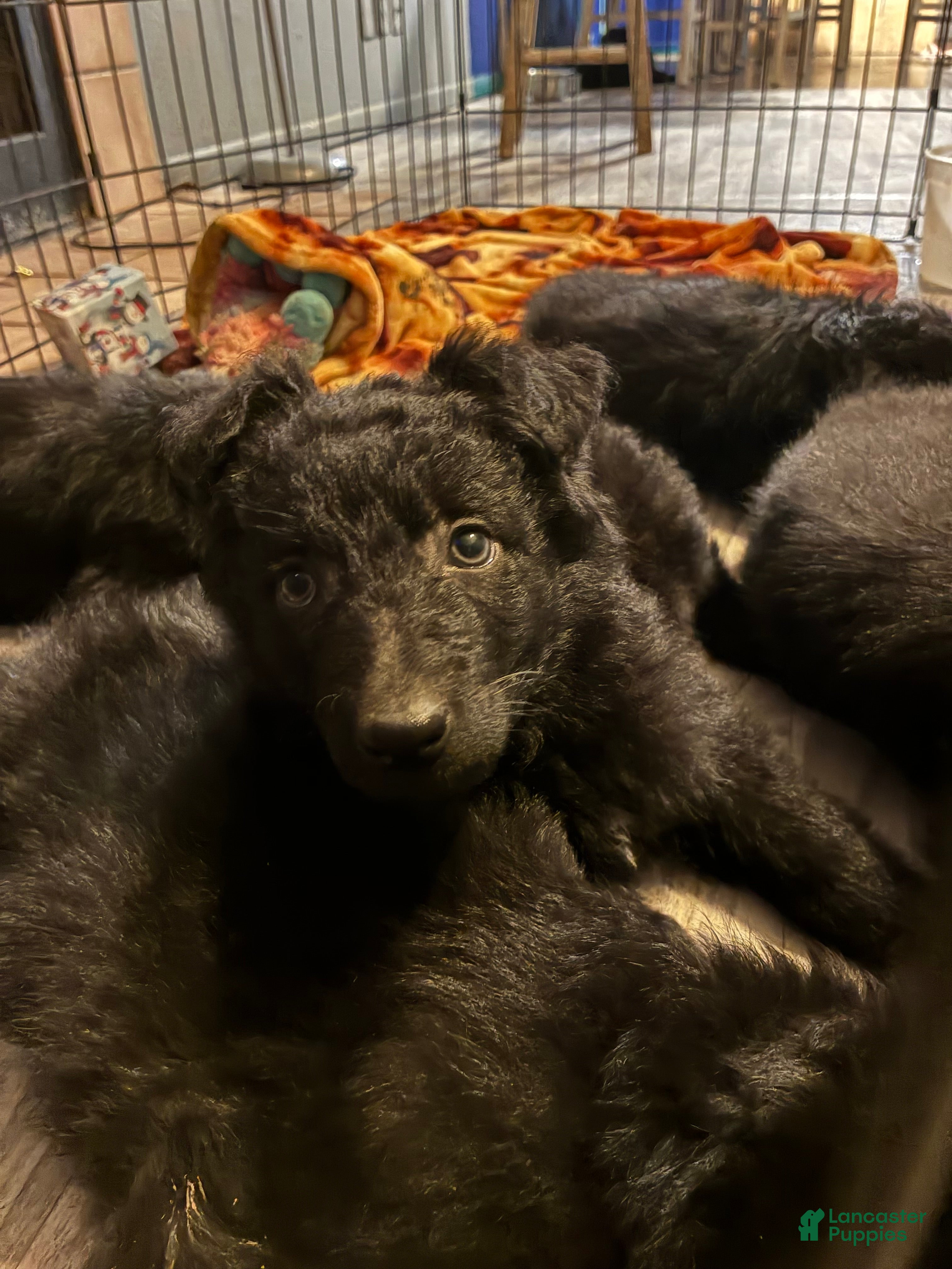 German Shepherd dogs  Puppy 4 - Ad 33