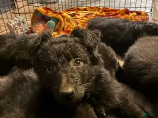 German Shepherd dogs Puppy 4 - Ad 33