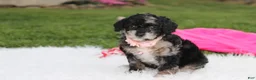 Miniature Poodle dogs for sale:  Bella - Ad 11