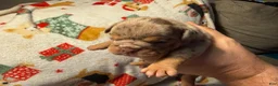 Olde English Bulldogge dogs for sale: Tri Chocolate Merle  - Ad 9