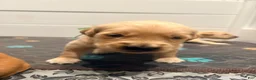 Golden Retriever dogs for sale: Golden Retriever light green  - Ad 2