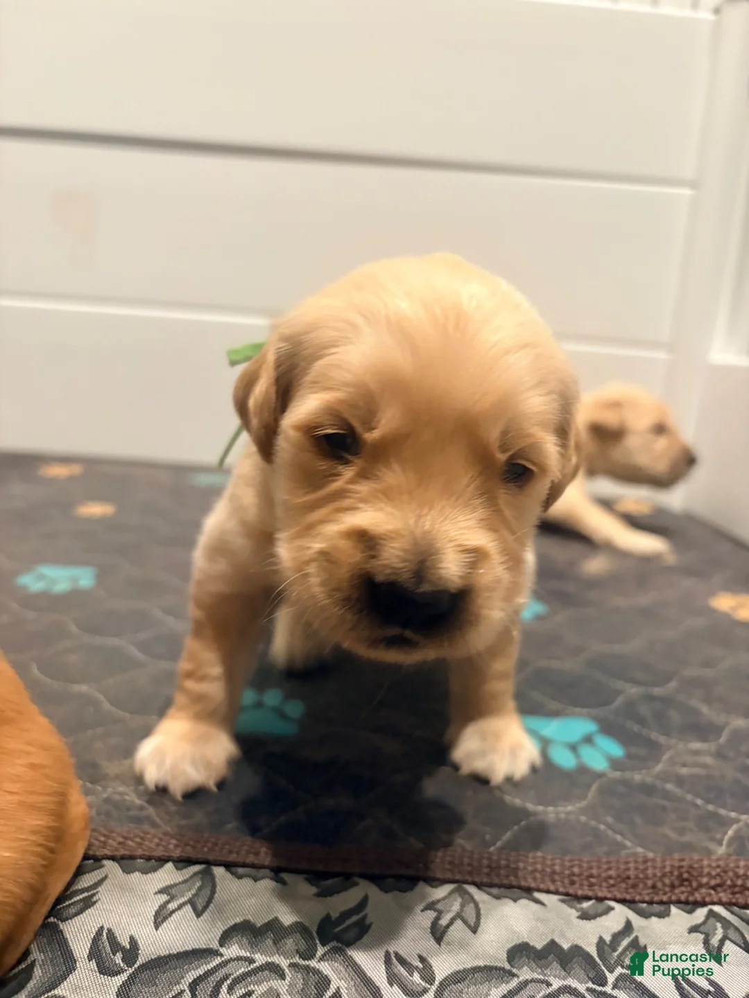 Golden Retriever dogs for sale: Golden Retriever light green  - Ad 2