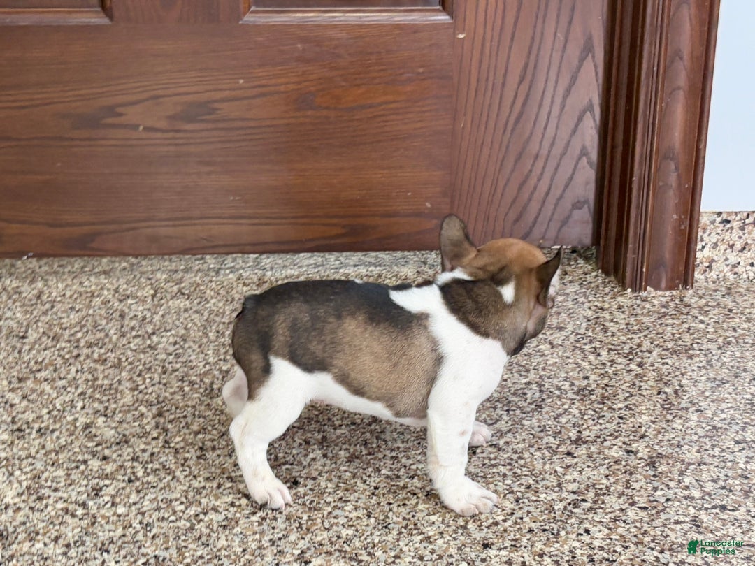 French Bulldog dogs for sale: French Bulldog Puppy 2 - Ad 6