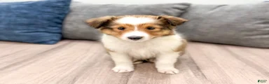 Sammy