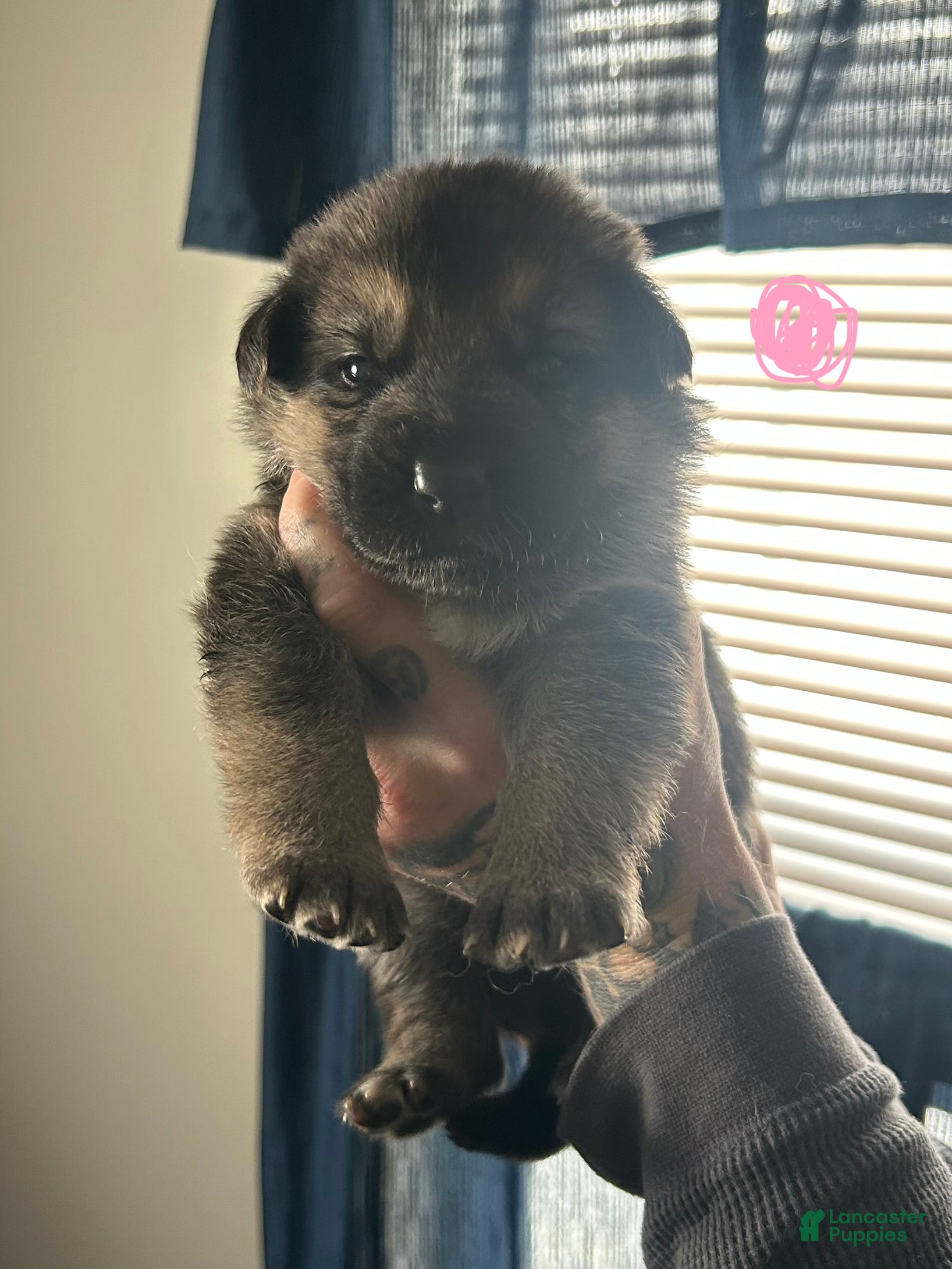 German Shepherd dogs German Shepherd Puppy 4 - Ad 38