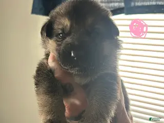 German Shepherd dogs German Shepherd Puppy 4 - Ad 38