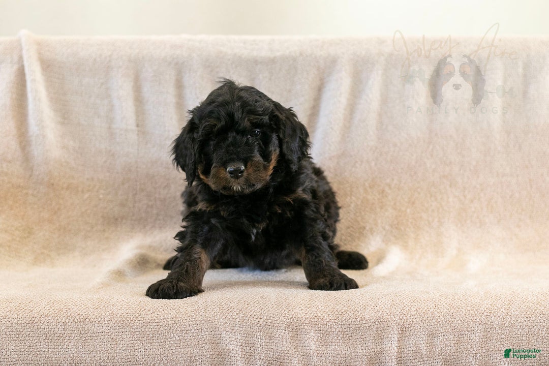 Bernedoodle dogs for sale: Aurora - Ad 3