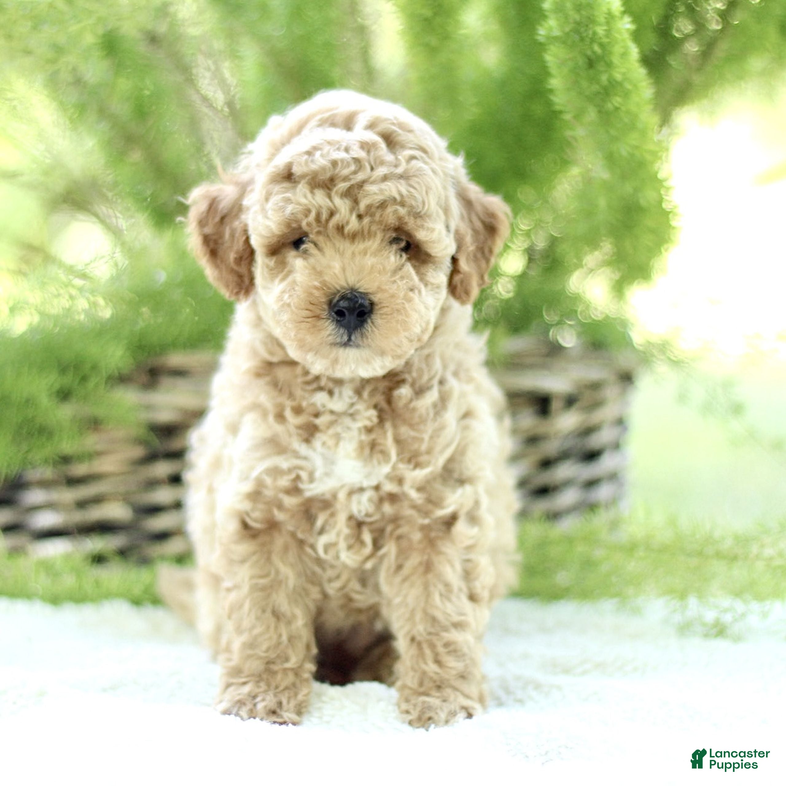 Toy Poodle dogs for sale: Ritchie  - Ad 2
