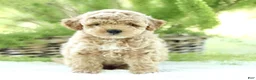 Toy Poodle dogs for sale: Ritchie  - Ad 1