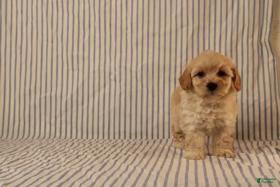 Maltipoo dogs for sale: Jethro - Ad 4