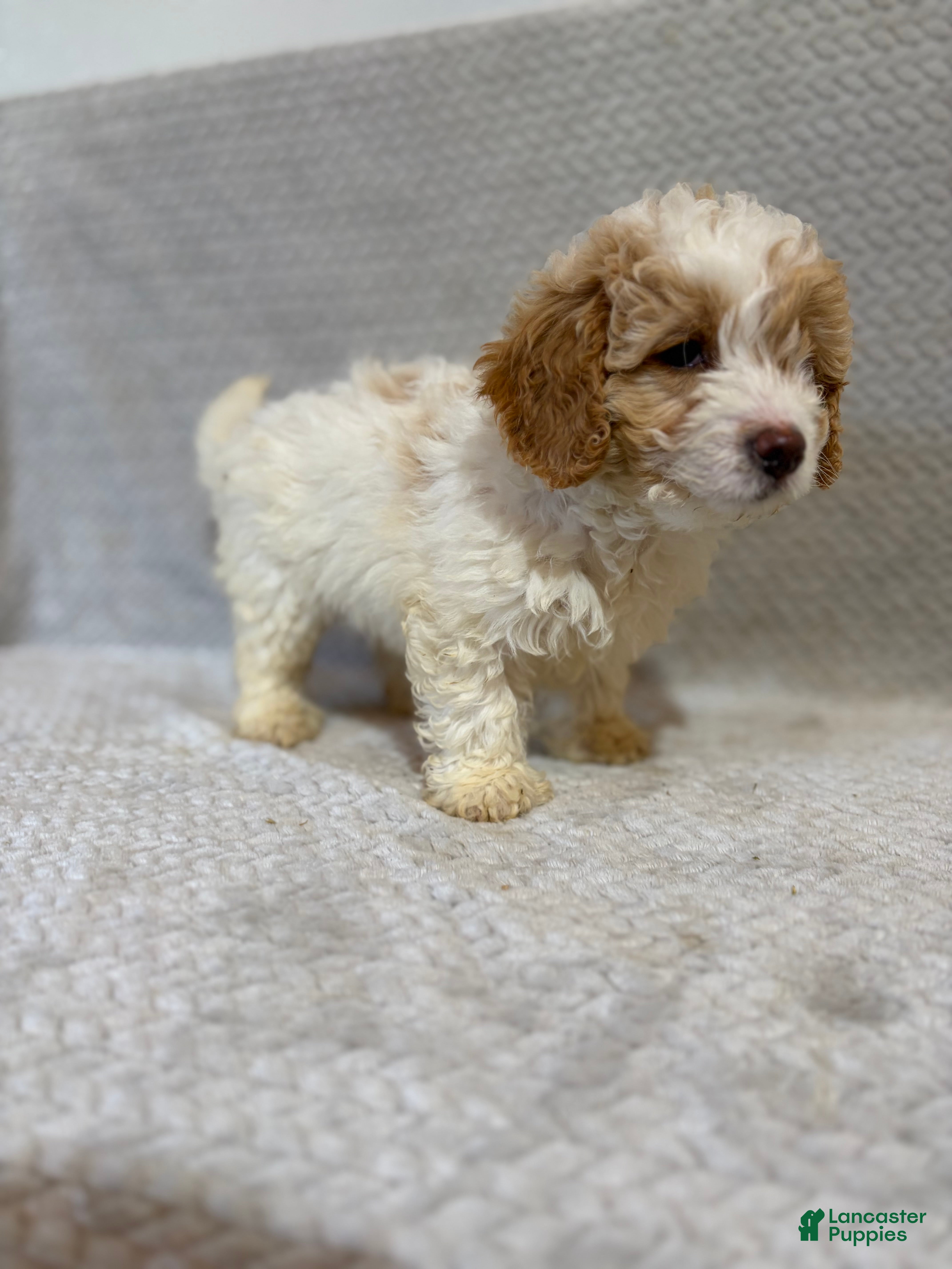 Mini Bernedoodle dogs Ada - Ad 2