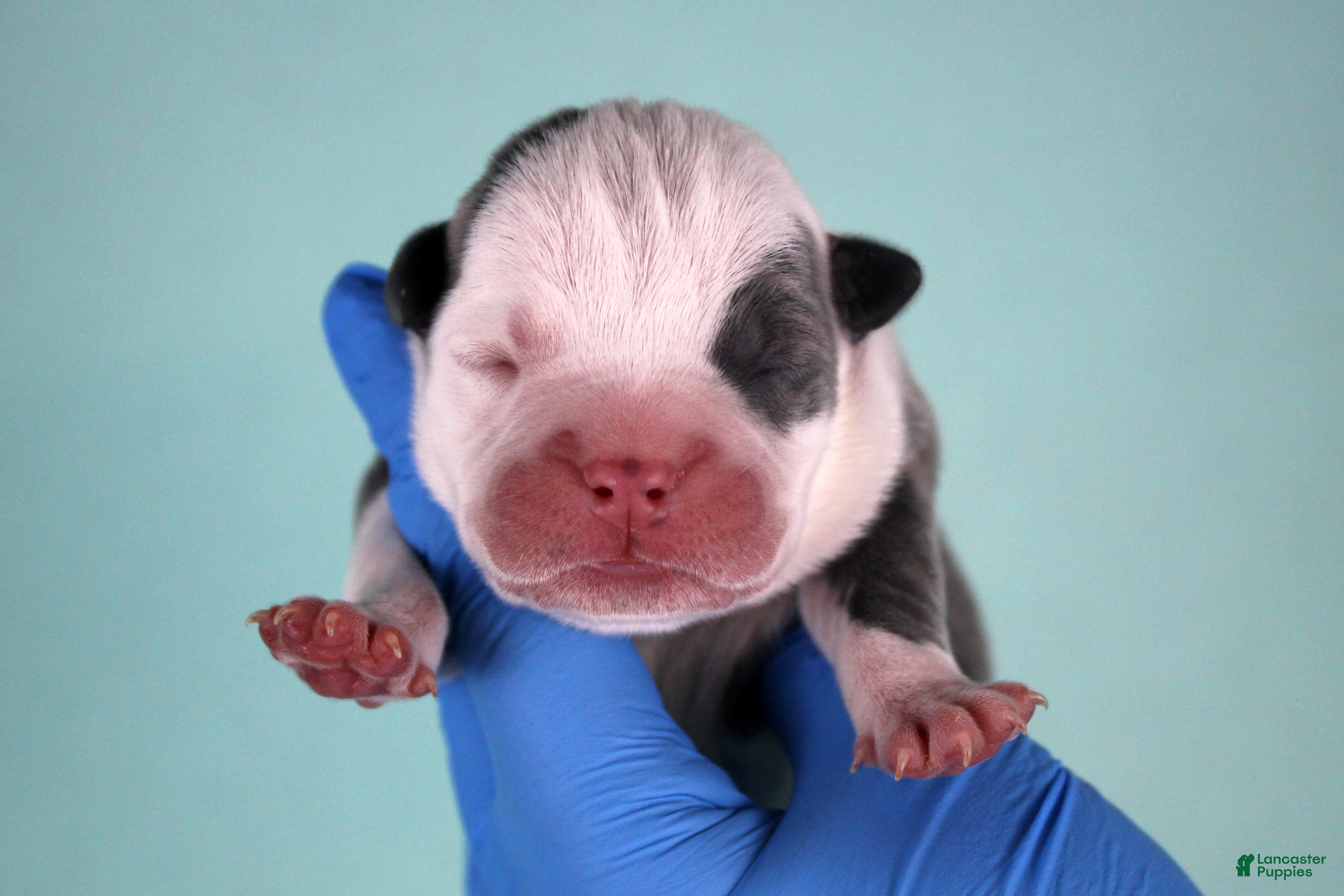 American Bully dogs White/Blue Male - Ad 28