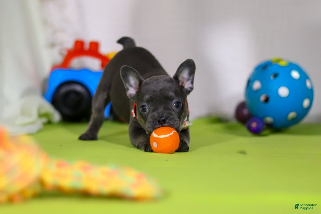 Mixed Breed dogs for sale: Sarah - Ad 6