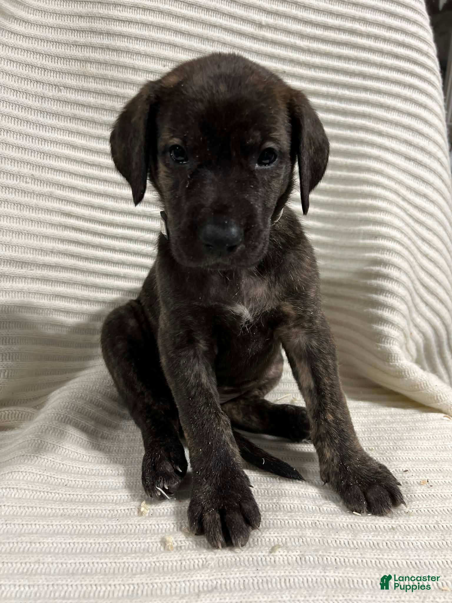 Mixed Breed dogs Princess - Ad 1