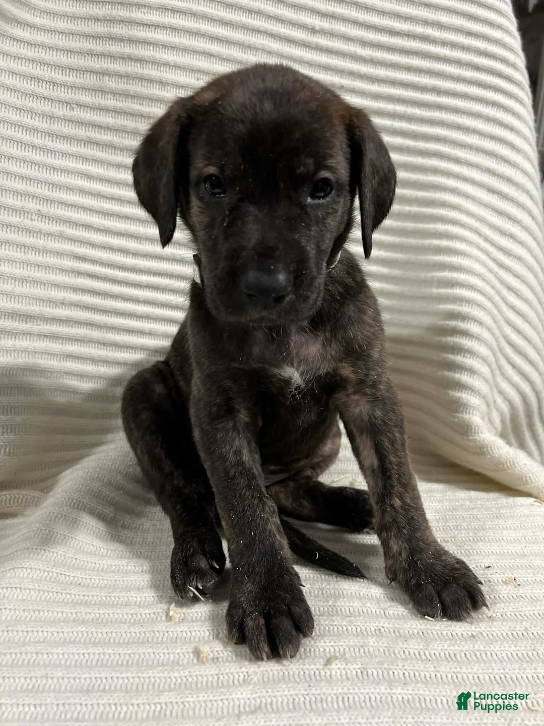 Mixed Breed dogs for sale: Princess - Ad 1