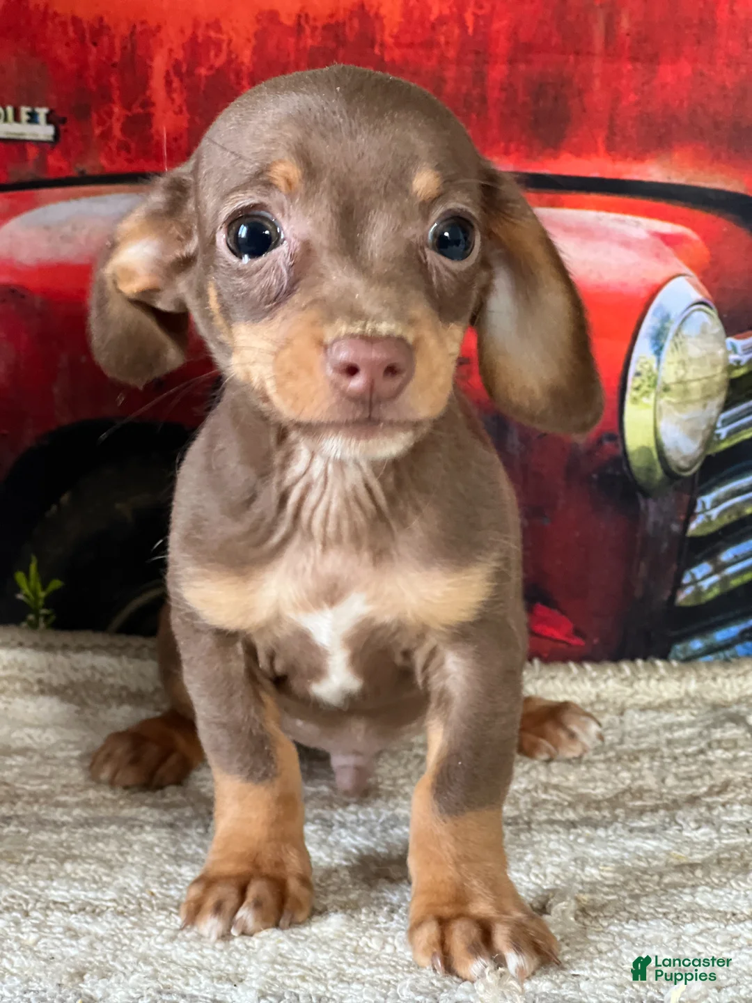 Chiweenie dogs for sale: Seth - Ad 1