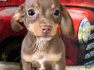 Chiweenie dogs Seth - Ad 1