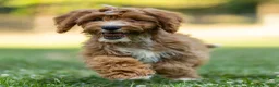 Cavapoo dogs for sale: Happy Cavapoo  - Ad 2